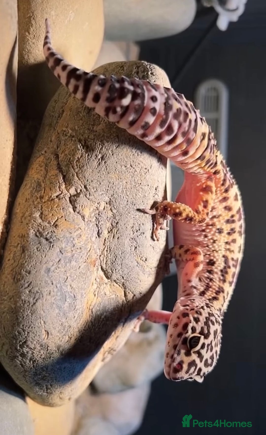 Leopard Gecko reptiles for sale: Leopard Gecko and Vivarium. - Image 4