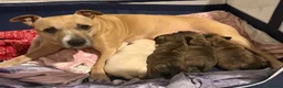 Staffordshire Bull Terrier dogs for sale: 3 beautiful male staff puppies for sale  in Chatham - Advert 2