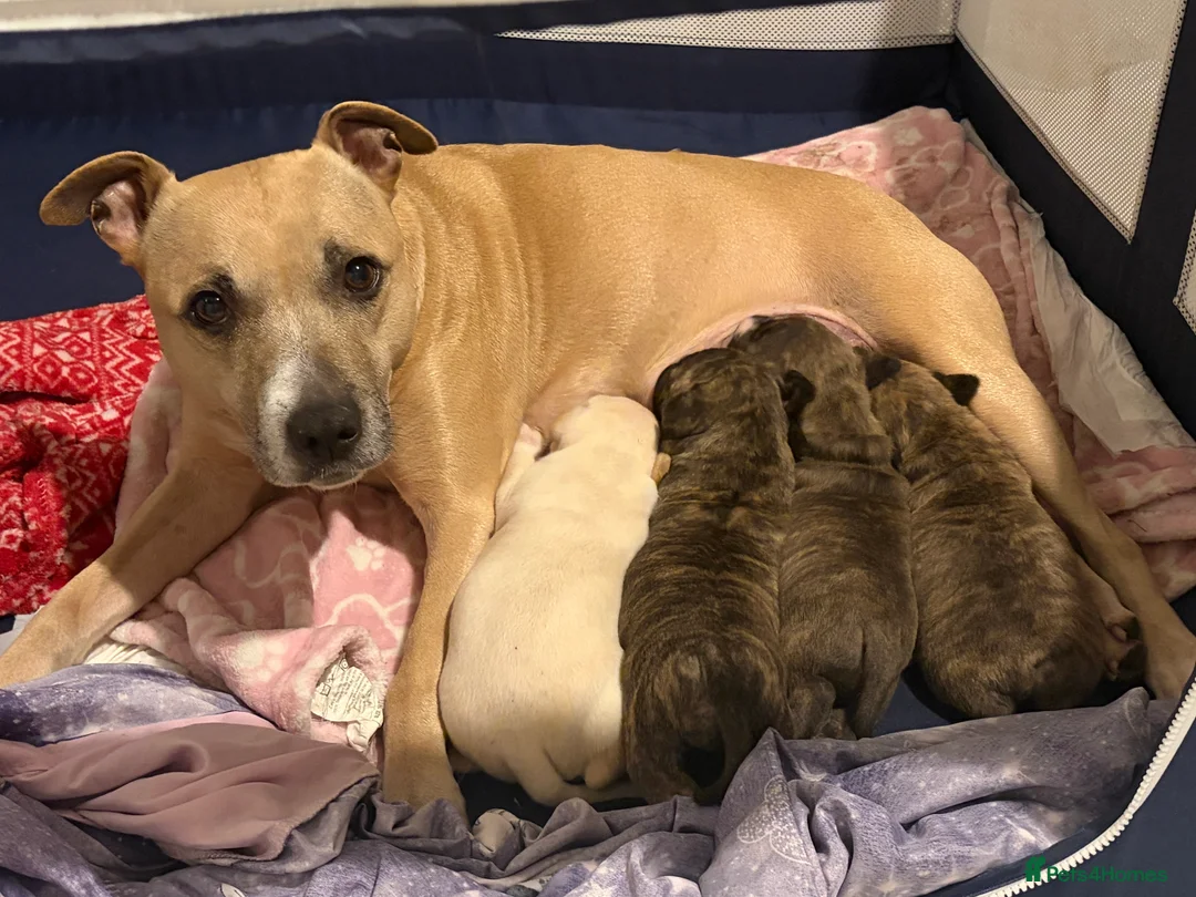 Staffordshire Bull Terrier dogs for sale: 3 beautiful male staff puppies for sale  in Chatham - Advert 2