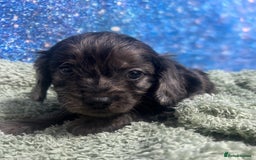 Cavapoo dogs for sale: F1 cavapoo puppies 🐶 🩵💜 - Image 11