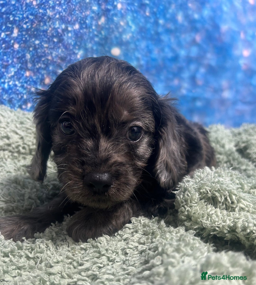 Cavapoo dogs for sale: F1 cavapoo puppies 🐶 🩵💜 - Image 11