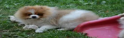 Pomeranian dogs for sale: PACO - Beautiful Pomeranian Boy - Advert 2