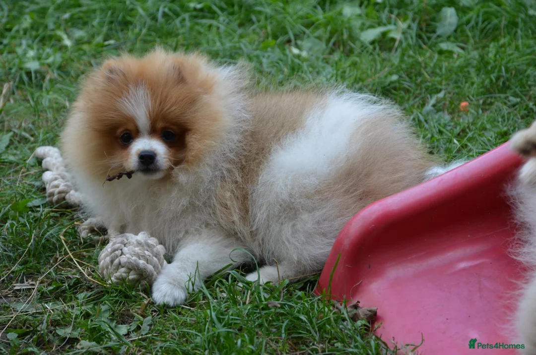 Pomeranian dogs for sale: PACO - Beautiful Pomeranian Boy - Advert 2