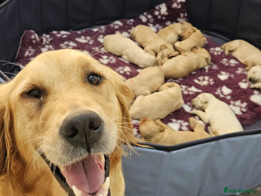 Golden Retriever dogs for sale: Enchanting KC registered Golden Retriever Puppies - Advert 2