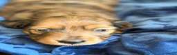 Miniature Dachshund dogs for sale: Beautiful Dapple Litter Born 14th June 2026 - Advert 11