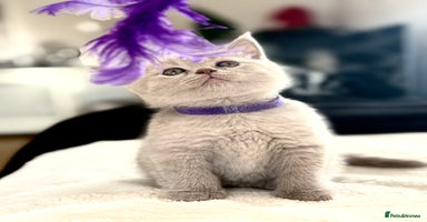 Scottish Fold cats - Advert 7