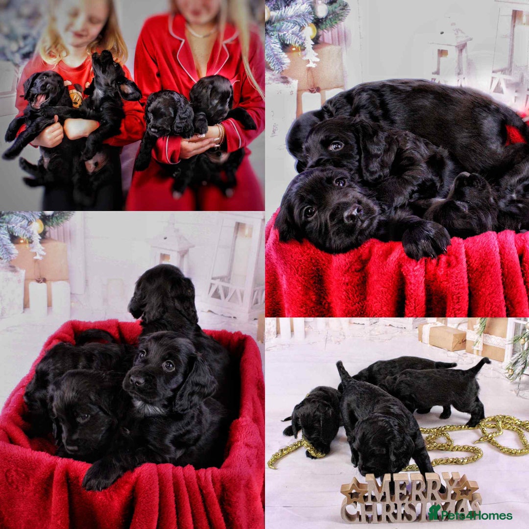 Cocker Spaniel dogs for sale: Cocker spaniel (working) - Advert 5