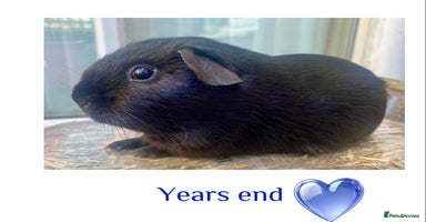 Guinea Pig rodents - Advert 10