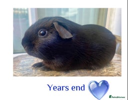 Guinea Pig rodents - Advert 10