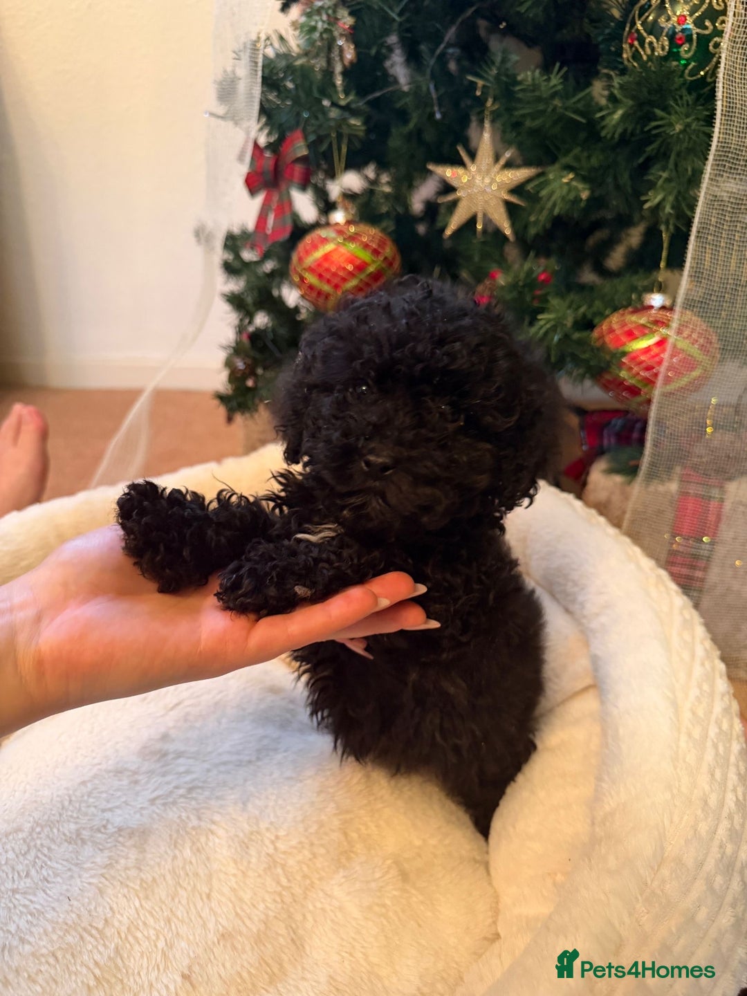 Cavapoo dogs for sale: Beautiful toy Cavapoo puppies for sale - Advert 9
