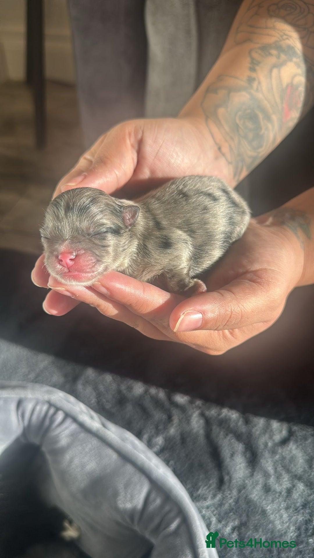 Pomeranian dogs for sale: 2 beautiful boy merle Poms  - Advert 3