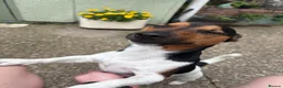 Jack Russell dogs for sale: Jax the Jack Russell - Advert 2
