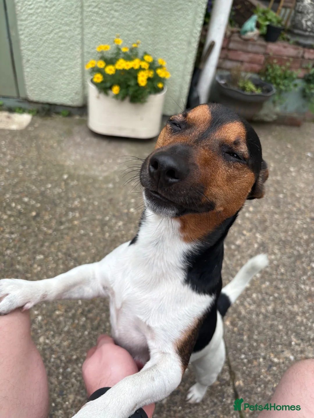 Jack Russell dogs for sale: Jax the Jack Russell - Advert 2