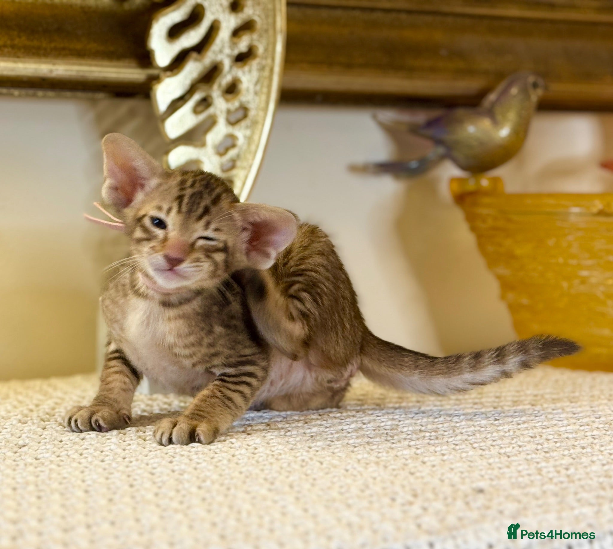 Oriental cats Beautiful TICA Oriental  and Siamese babies - Advert 1
