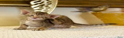 Oriental cats for sale: Beautiful TICA Oriental  and Siamese babies - Advert 7