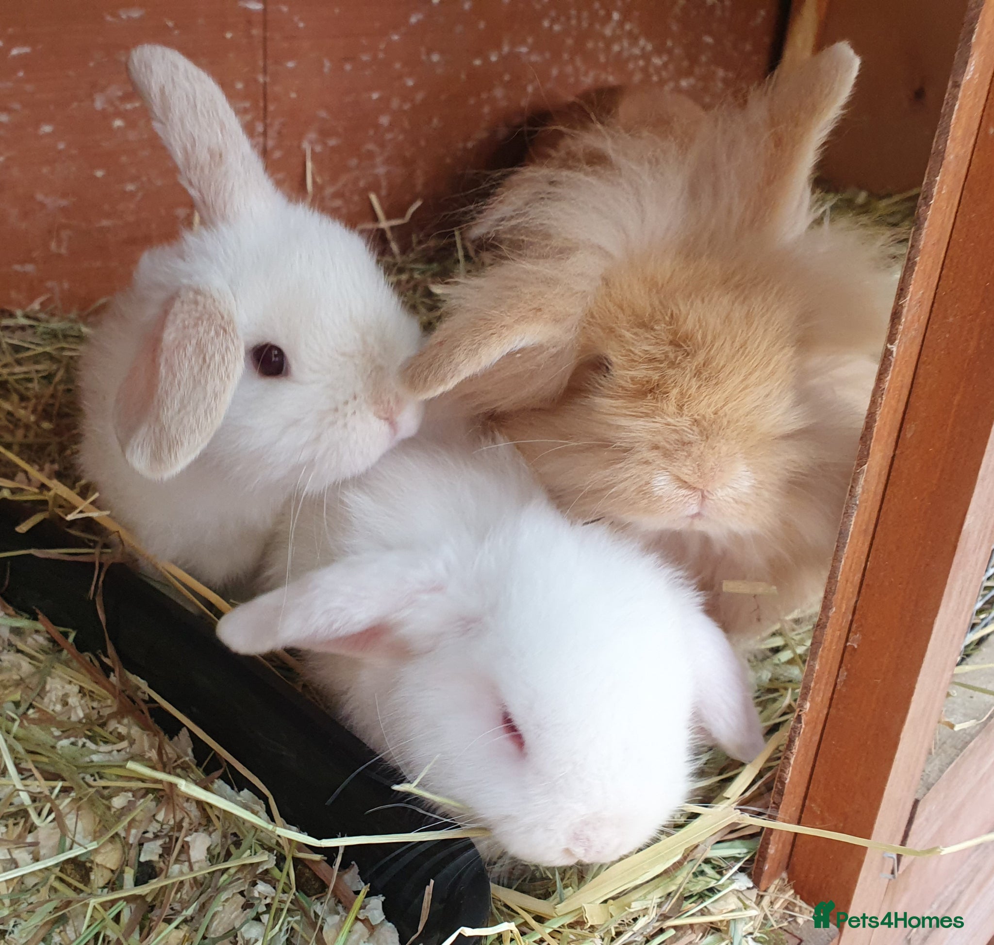 Mini Lop rabbits Friendly baby mini lops Vac Rhd2 - Advert 8