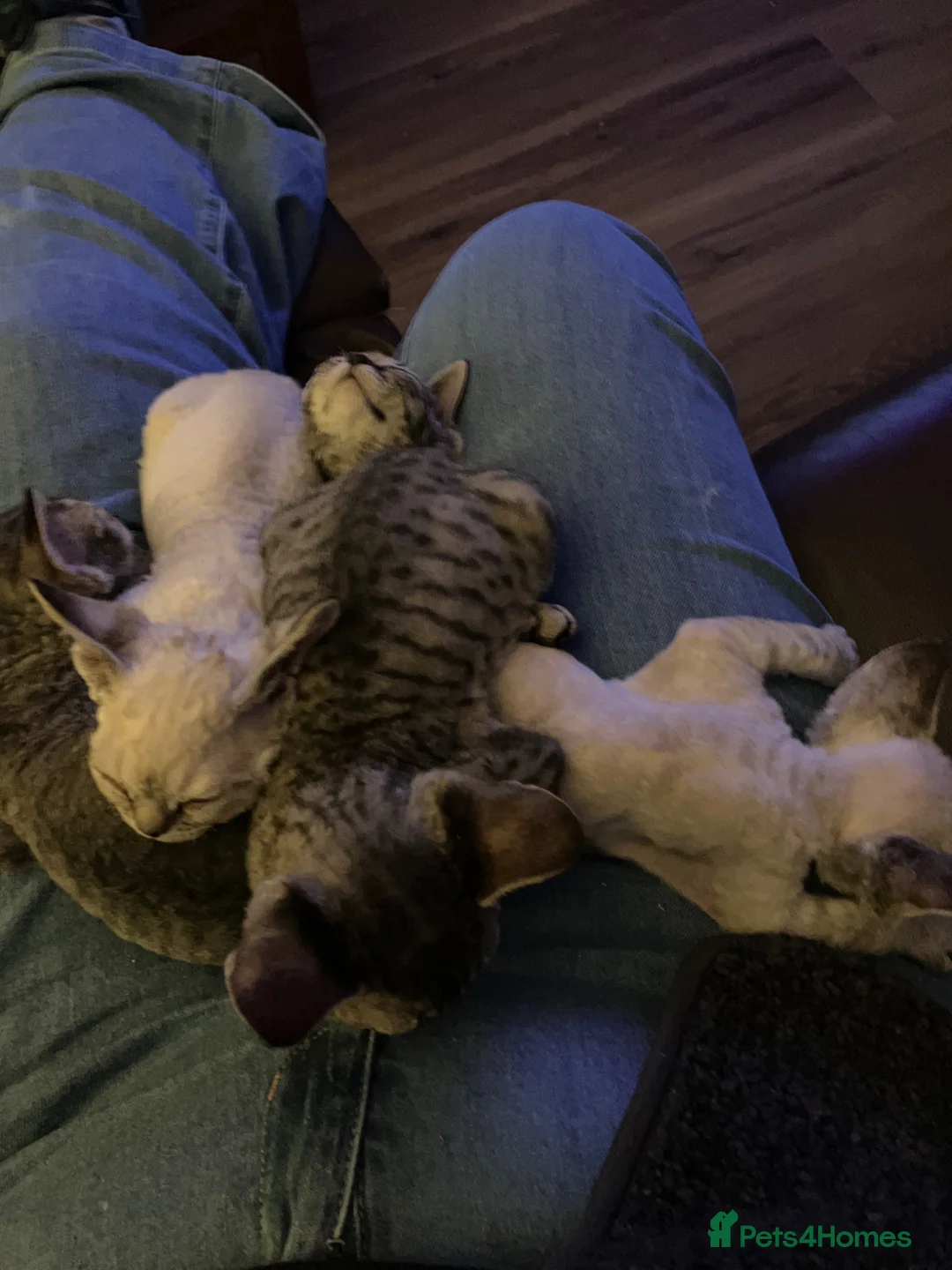 Devon Rex cats for sale:  GCCF registered pedigree Devon Rex kittens - Advert 12