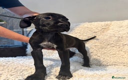 Cane Corso dogs for sale: Beautiful Litter Of Cane Corso Puppys - Image 28