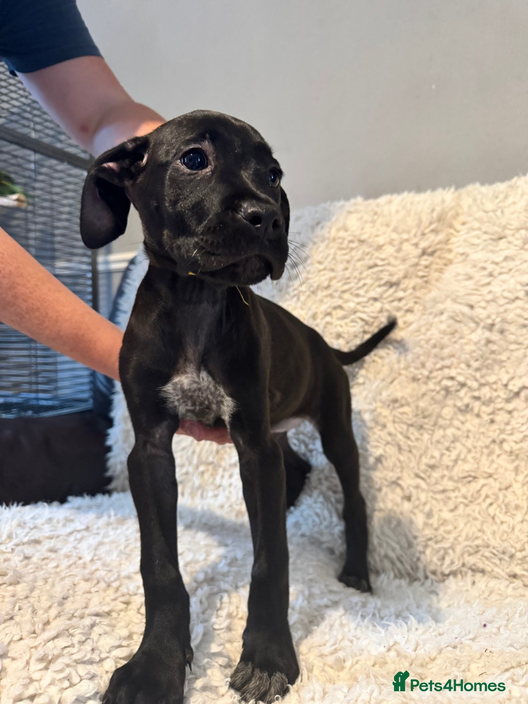 Cane Corso dogs for sale: Beautiful Litter Of Cane Corso Puppys - Image 28