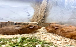 Guinea Pig rodents for sale: Multiple baby guinea pigs 💗 - Image 12