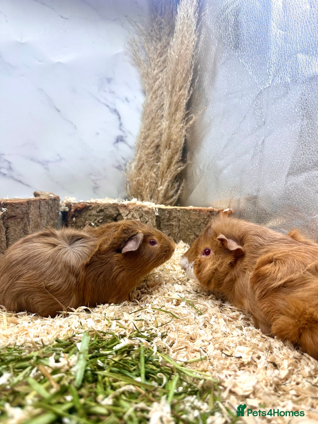Guinea Pig rodents for sale: Multiple baby guinea pigs 💗 - Image 12
