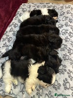 Shih Tzu dogs Shih Tzu Puppies - Advert 9