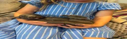 Whippet dogs for sale: Stunning kc reg blue whippet pups  - Advert 3