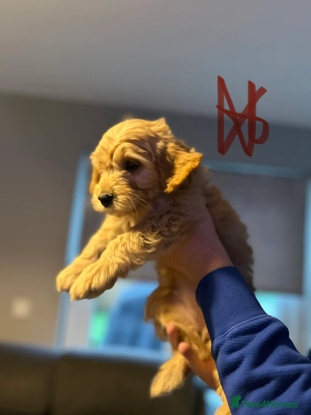Goldendoodle dogs for sale: 2 girls left. F1 mini Goldendoodles - Advert 9