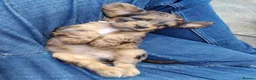 Cockapoo dogs for sale: Chocolate &Blue Merle, Tricolour & black cockapoos in Carlisle - Advert 21