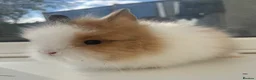 Lionhead rabbits for sale: Gorgeous Double maned lionheads  🐰 in Swadlincote - Advert 3