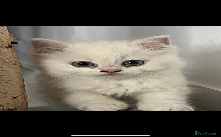 Scottish Fold cats - Advert 1