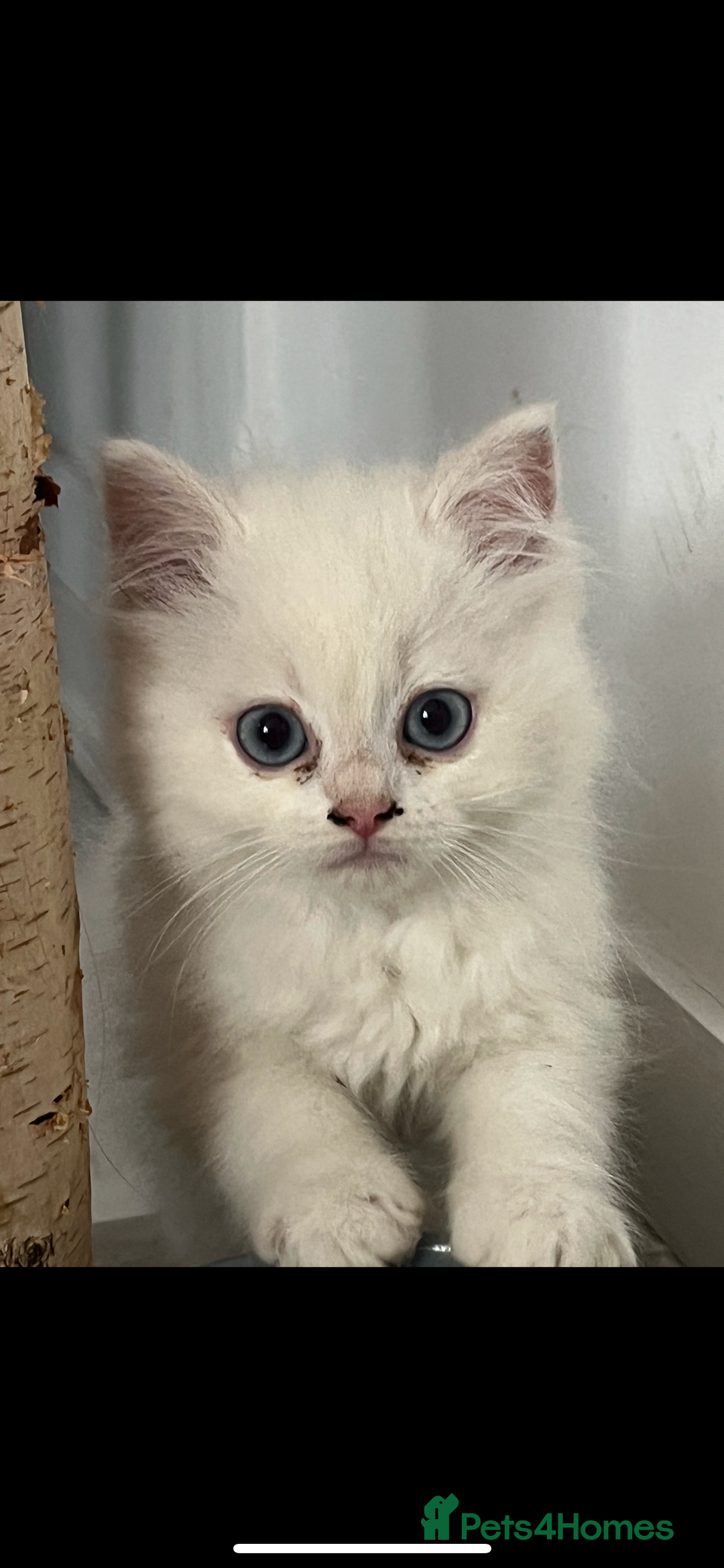 Scottish Fold cats for sale: Scottish fold straight white flame point male  - Image 1