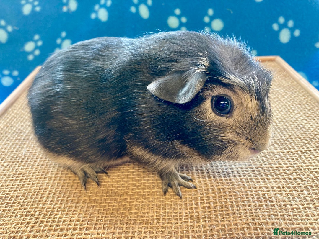 Guinea Pig rodents for sale: Gorgeous baby boy Guinea pigs  - Image 2