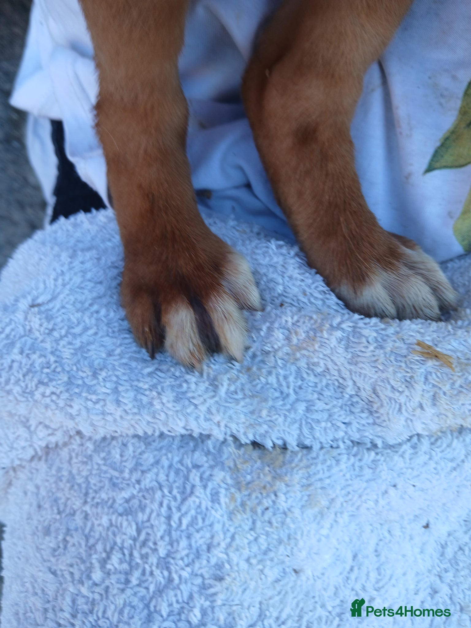 Labrador Retriever dogs for sale: Fabulous litter of golden and fox red lab puppies. - Advert 14