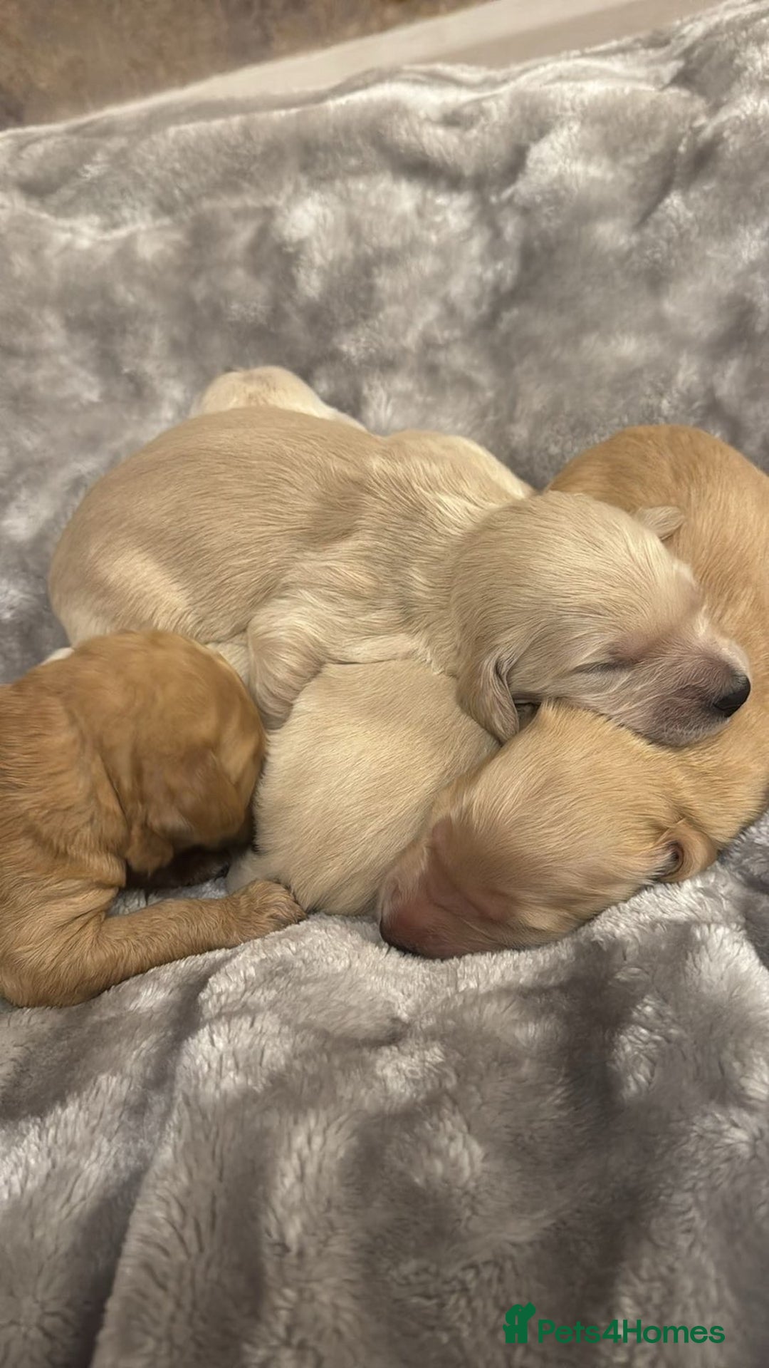 Goldendoodle dogs for sale: Goldendoodle Puppies - Advert 1
