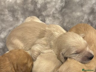 Goldendoodle dogs Goldendoodle Puppies - Advert 1