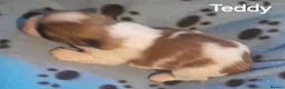 Lhasa Apso dogs for sale: KC Registered Lhasa apso puppies for sale in Pontefract - Advert 10