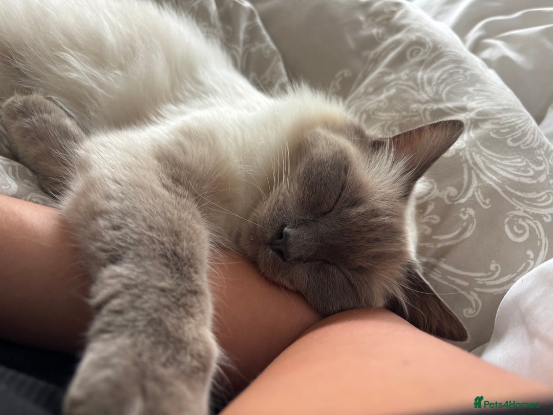 Ragdoll cats for sale: MISSING RAGDOLL - Image 3