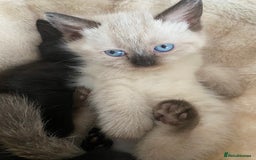 British Shorthair cats for sale: British short hair girly is ready open to offers - Image 4