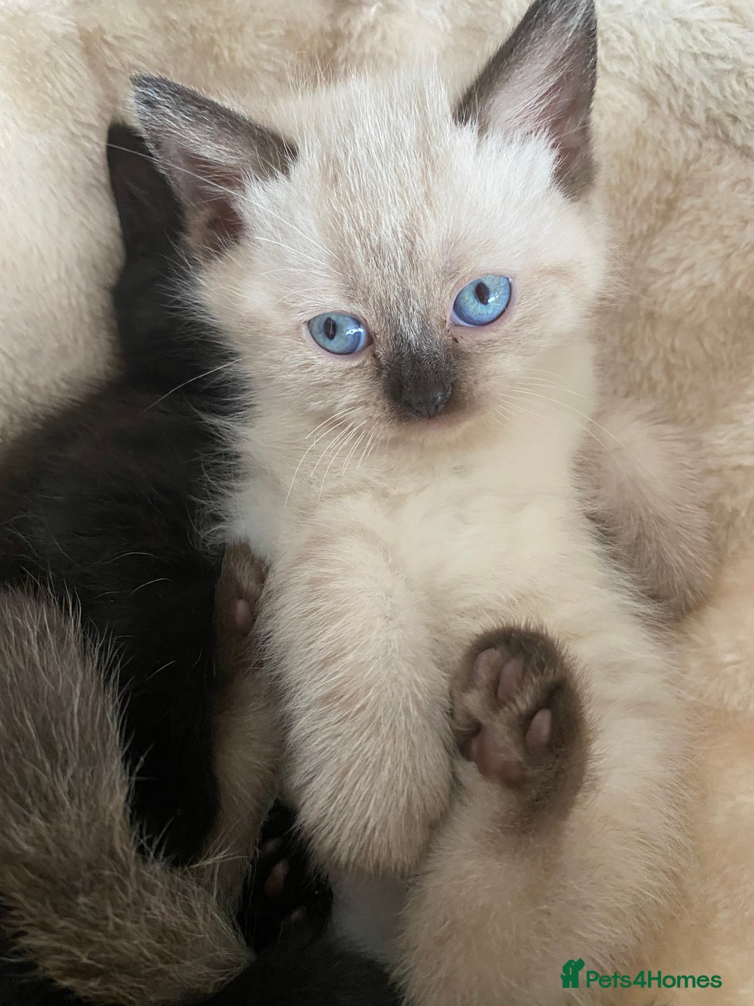 British Shorthair cats for sale: British short hair girly is ready open to offers - Image 4