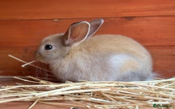 Lionhead rabbits for sale: Teddy Double & Single Lionhead Price starts at £35 - Image 19