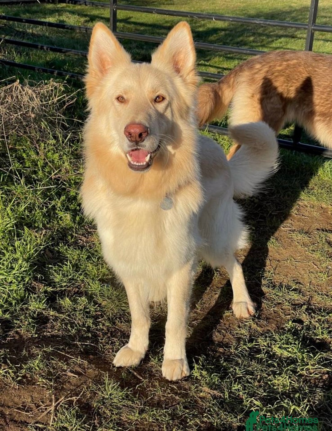 German Shepherd dogs for sale: 🐶 Beautiful KC Registered Puppies Available 🐶 - Advert 22