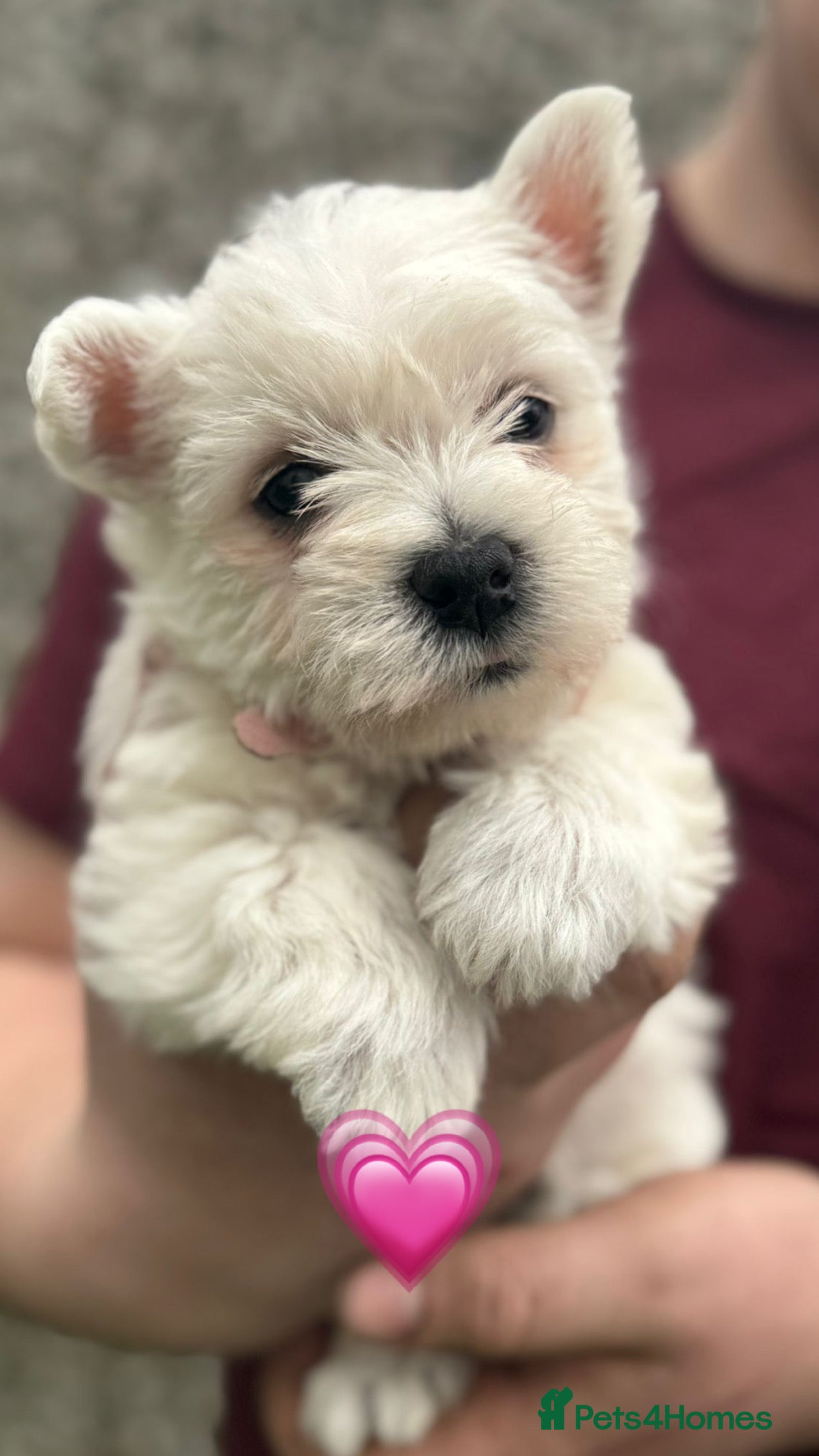 West Highland Terrier dogs 🌈Adorable Little Westies🌈 - Advert 5