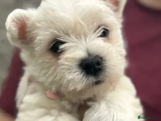 West Highland Terrier dogs 🌈Adorable Little Westies🌈 - Advert 5