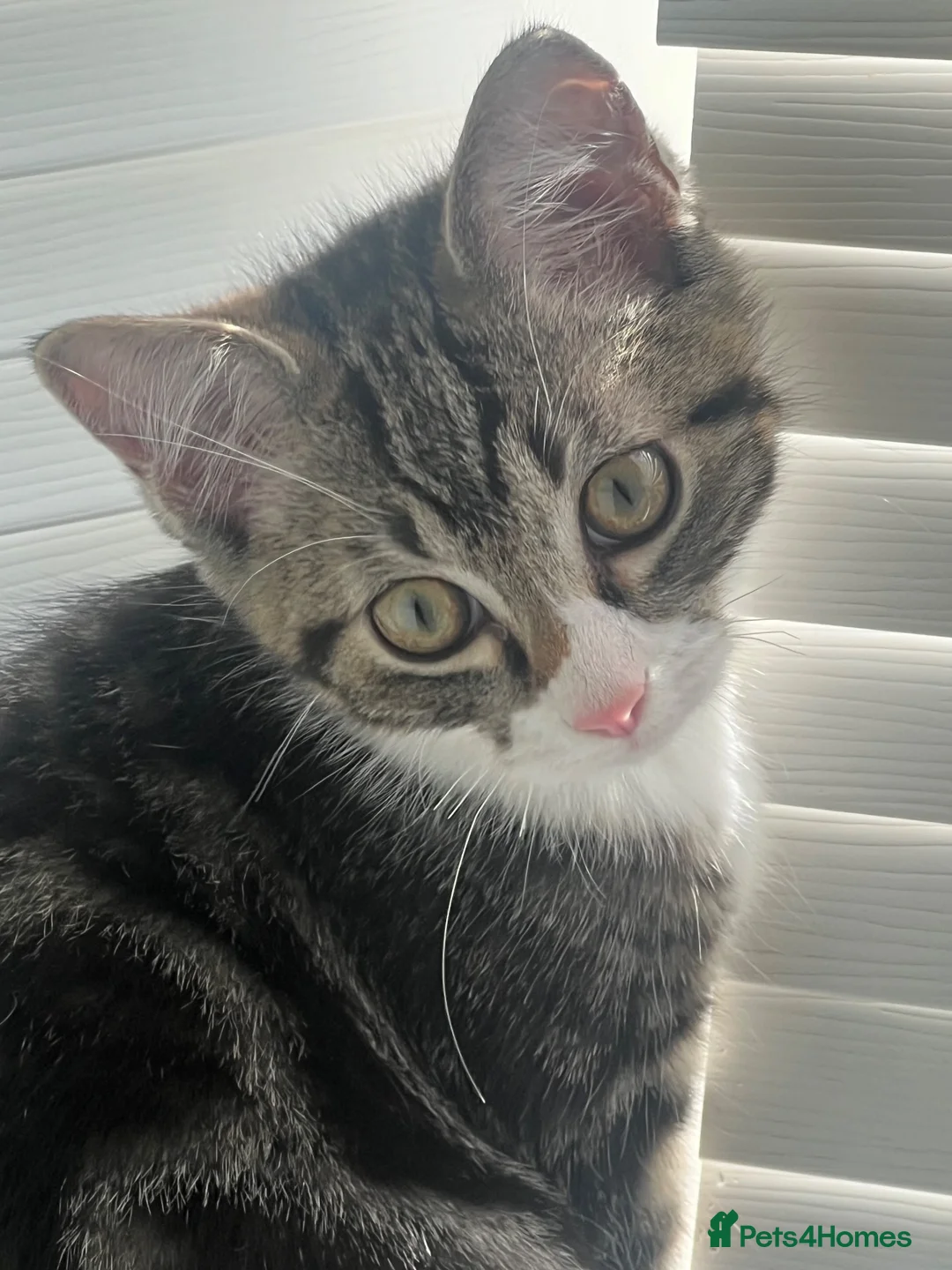 Mixed Breed cats for sale: 🐾 Push Pop & Mouse  - Advert 1