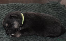 Shepsky dogs for sale: German shepherd x husky puppies - Image 25