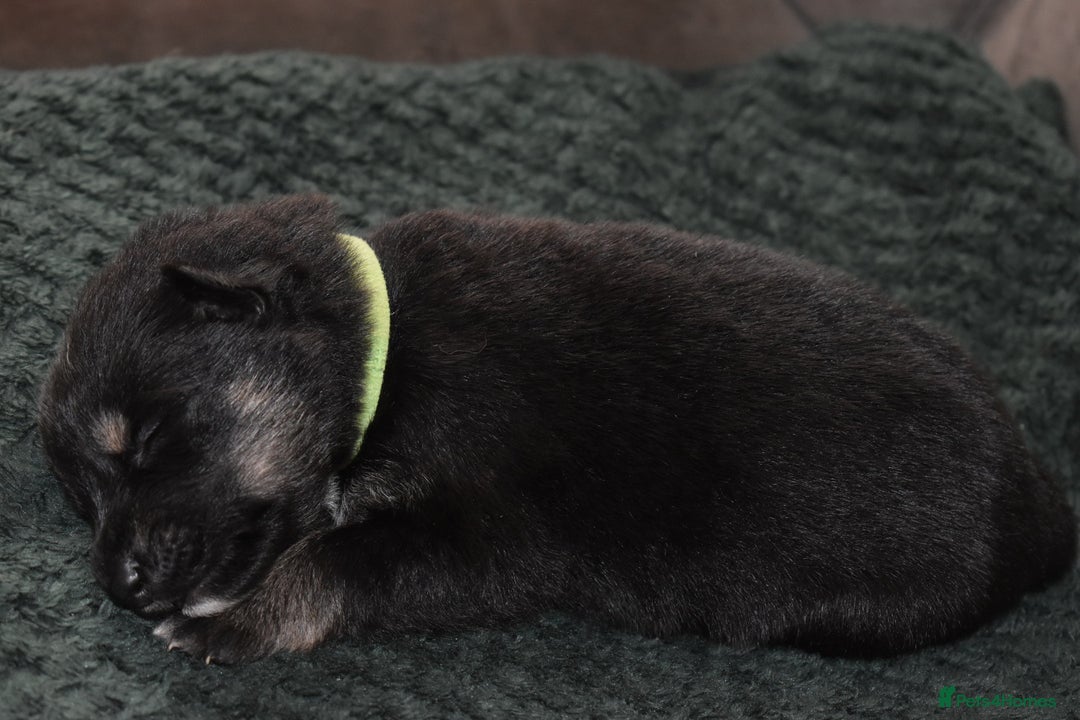 Shepsky dogs for sale: German shepherd x husky puppies - Image 25