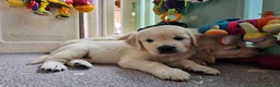 Golden Retriever dogs for sale: Outstanding Kc registered Golden Retriever puppies - Advert 9