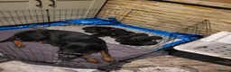 Mixed Breed dogs for sale: Rottweiler x German Shepherd Puppies for sale in Bradford - Advert 2