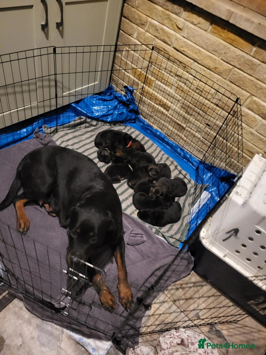 Mixed Breed dogs for sale: Rottweiler x German Shepherd Puppies for sale in Bradford - Advert 2